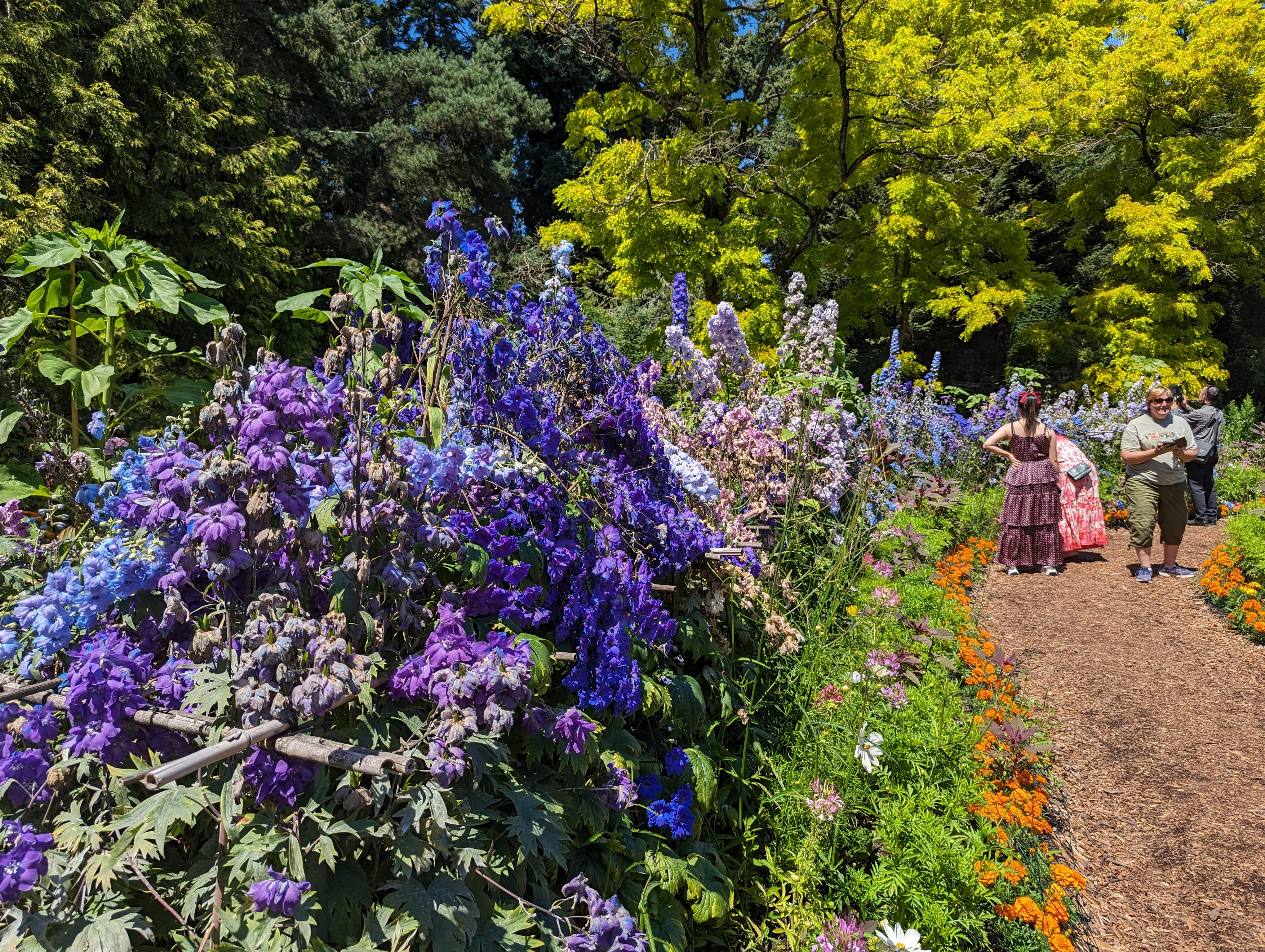 Blue and purple flowers line a walkway where people are walking.